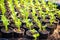 planted seedlings in rows on a newly created butterfly garden