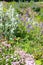 Planted slope in the garden, saponaria, hedgenettle, geranium flowers