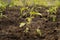 Planted tomato seedlings in ground in greenhouse