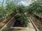 The planted tomatoes are inthe greenhouses. There are three beds on the right, left and center. There is empty land in