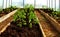 The planted tomatoes are inthe greenhouses. There are three beds on the right, left and center. There empty land in the front.