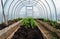 The planted tomatoes are inthe greenhouses. There are three beds on the right, left and center. There empty land in the front.