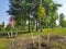 Planted trees in a row in city park at spring in sunny day, ecology concept