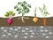 Planted vegetables set Cartoon vector illustration. flat