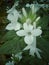 Planted white barleria cristata flower image