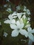 Planted white barleria cristata flower image