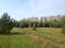 Planted young spruce under the blue cloudless sky