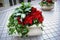 Planter box in shopping mall