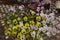 A planter filled with a wide variety of Pansy flowers on a patio table in Wisconsin