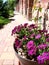 Planter full of blooming purple flowers on a brick patio path