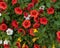 A planter full of red, white, yellow and orange blooms of million bells