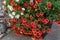 A planter full of red, white, yellow and orange blooms of million bells