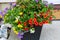 Planter full of red, yellow, purple and white million bells and other flowers