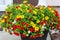 Planter full of red, yellow and white million bells flowers