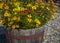 Planter made of barrel wood outdoors. Wooden planter with flowers on a street. Gardening, landscaping