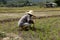 Planter at paddy field Ranau