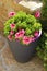 Planter with pink geranium flowers