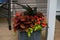 Planter of Red and Green Plants and Flowers on Front Porch at Cottage