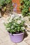 Planter with white vervain flowers