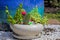 Planter withCactus and Succulent Plants with Pink Bloom
