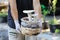 Planters hand holding milky-mushroom growth on the soil in the farm