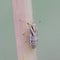 Planthopper