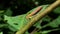 Planthopper on branch in tropical rain forest.