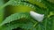 Planthopper on fern