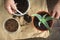 Planting aloe flower in the pot top view