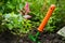 Planting astilbe flower in the garden