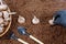 planting an autumn saffron crocus in the ground by a farmer with garden tools