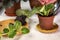 Planting babies violets Saintpaulias in a flower pot. Close-up