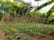 Planting beans, agriculture