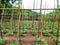 Planting beans, agriculture