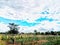 Planting beans, agriculture