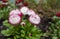 planting beautiful flowers pink daisies.