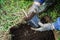 Planting berry bushes.