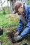 Planting berry bushes.