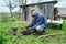 Planting berry bushes.