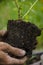 Planting blueberry seedlings in spring