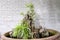 Planting Bonsai with rock in vase
