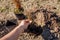 Planting bronze hair sedge into soil. Gardener plants leatherleaf carex in ground in spring garden.