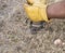 Planting  bulbs  in grass with yellow  glove