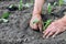 Planting a cabbage seedling