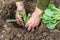Planting cabbage seedling