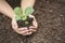 Planting cabbage seedlings