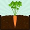 Planting carrot tree and compost