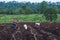 Planting in cassava field.