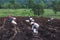 Planting in cassava field.