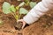 Planting a cauliflower into the fresh soil of a garden.